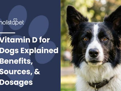 Vitamin D for Dogs Explained [Benefits, Sources, & Dosages]