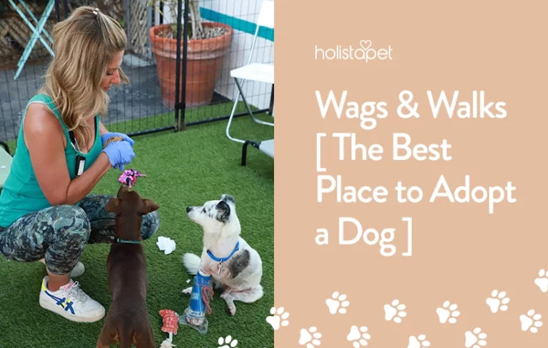 Wags & Walks [The Best Place To Adopt A Dog]