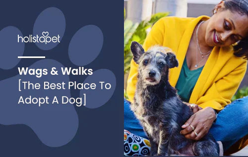 Wags & Walks: a great shelter to adopt a friend