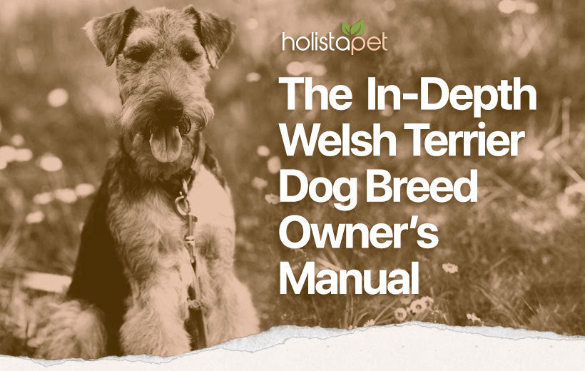 Welsh Terrier Dog Breed: Temperament, Personality, & FAQs Explained