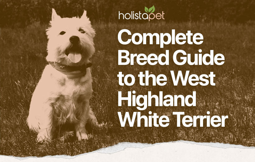 West Highland White Terrier [Complete Dog Breed Guide]
