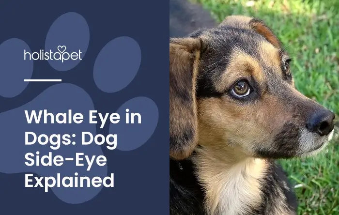 Whale Eye Dog featured blog image by Holistapet. Shows a young German Shepherd mis dog giving the side eye, whites of eye showing. 