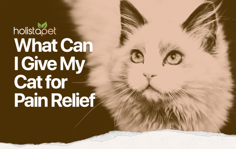 What Can I Give My Cat For Pain Relief?