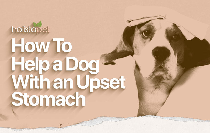 What Can I Give My Dog for an Upset Stomach [Best At-Home Tricks]