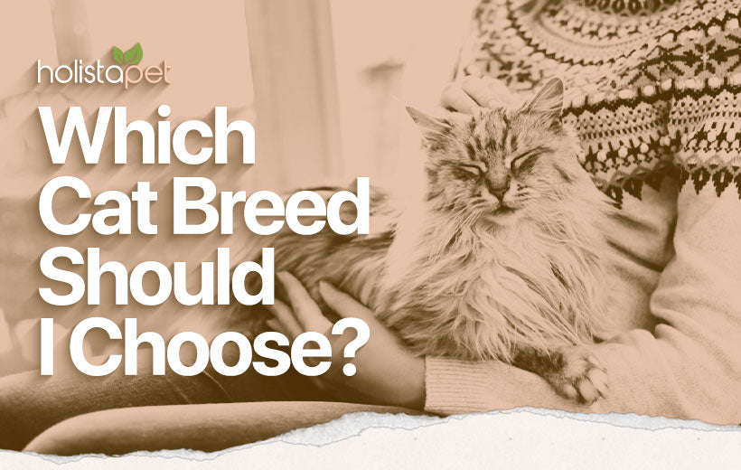 What Cat Breed Is Right for Me? Find Out How to Decide Here!