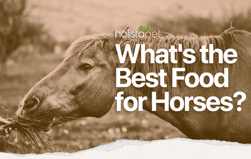 What Do Horses Eat? Top Feeding Guide for Healthy Horses
