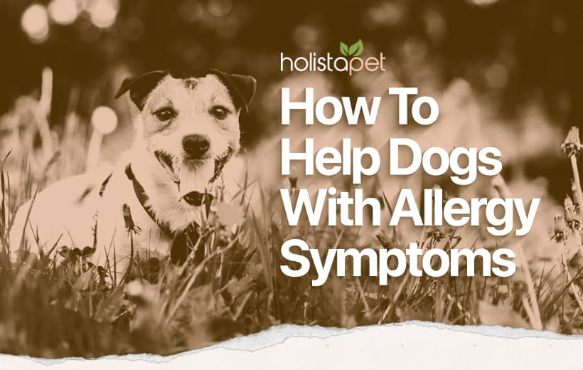 What To Give Dogs for Allergies [Remedies for Itchy, Sneezy Pups]