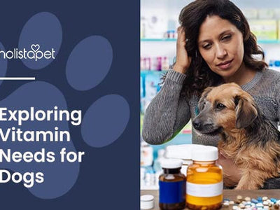 Do Dogs Need Vitamins? What Vitamins Do Dogs Need?