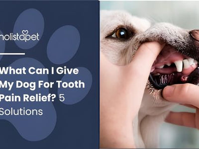 What Can I Give My Dog For Tooth Pain Relief? 5 Solutions