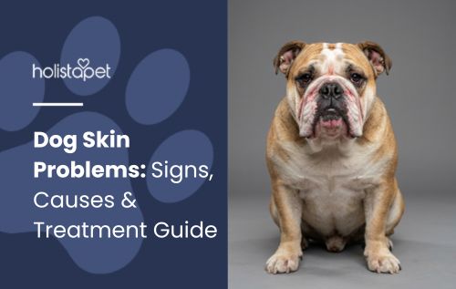HolistaPet featured image showing a bulldog beside the text “Dog Skin Problems: Signs, Causes & Treatment Guide.”
