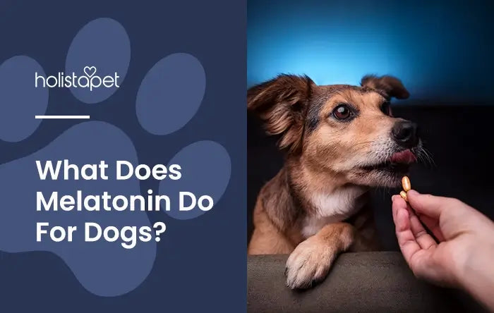 Holiwtapet featured image for "what does melatonin do for dogs" blog. Shows a person hand feeding a dog a melatonin treat