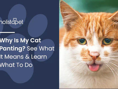 Why Is My Cat Panting? See What It Means & Learn What To Do
