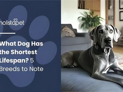 What Dog Has the Shortest Lifespan? 5 Breeds to Note