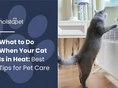 What to Do When Your Cat Is in Heat: Best Tips for Pet Care
