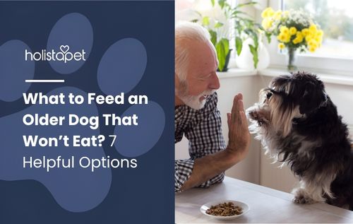 A person gently offering a small dog a treat from their hand at a table, with a small dish of treats nearby—illustrating what to feed an older dog that won’t eat, using soft, appetizing, and easy-to-chew options to encourage healthy eating.