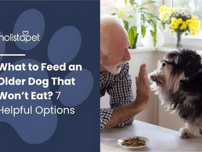 What to Feed an Older Dog That Won’t Eat? 7 Helpful Options