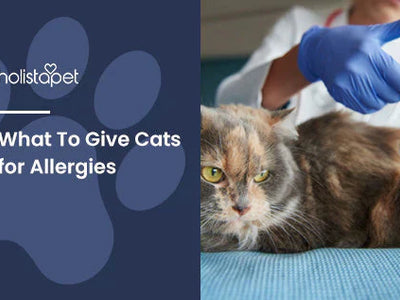 What To Give Cats for Allergies [Remedies for Common Issues]