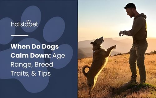 A person playing with a dog on a grassy hill during sunset, when do dogs calm down.