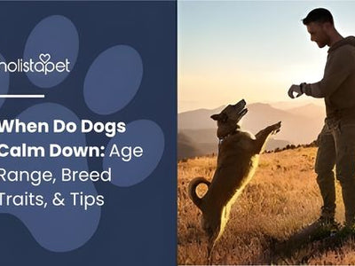 When Do Dogs Calm Down: Age Range, Breed Traits, & Tips