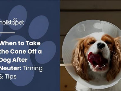 When to Take the Cone Off a Dog After Neuter: Timing & Tips