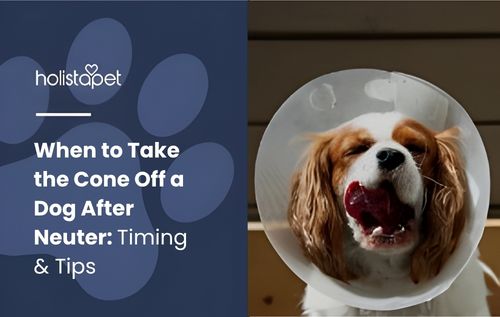 A Cavalier King Charles Spaniel dog wearing a veterinary cone around its neck, with its tongue sticking out, when to take the cone off a dog after neuter.