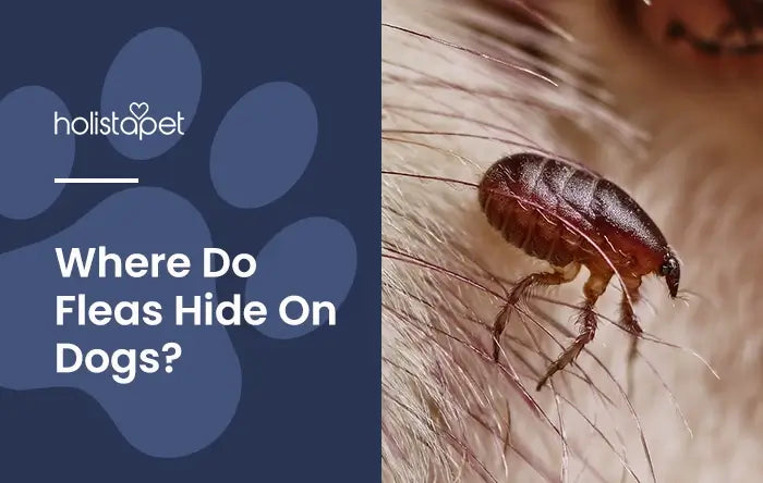 Where Do Fleas Hide on Dogs Featured Blog Image By HolistaPet. Shows a close up, magnified image of a flea on a dog