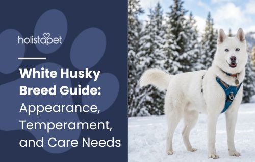 White Husky Breed Guide: Appearance, Temperament, and Care Needs