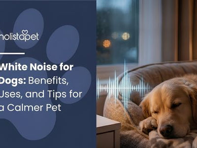 White Noise for Dogs: Benefits, Uses, and Tips for a Calmer Pet