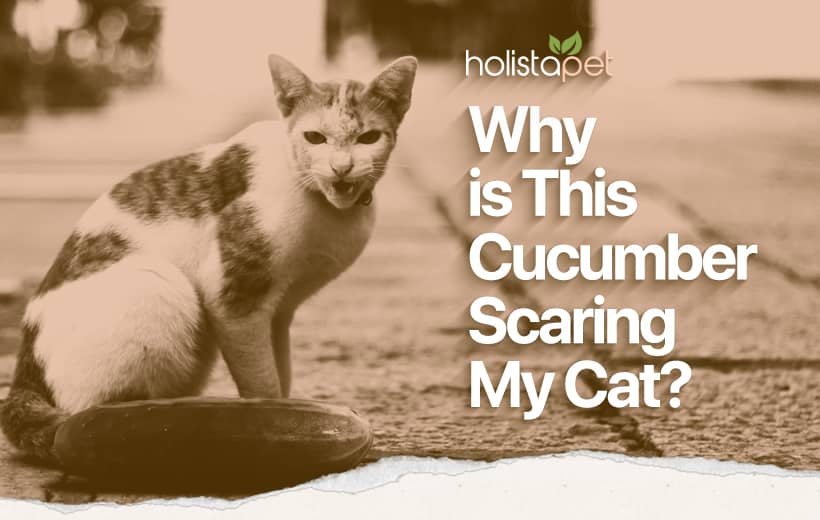 Why Are Cats Scared of Cucumbers? Theories Explained