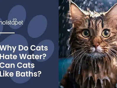 Why Do Cats Hate Water? Understanding Your Cat's Aversion
