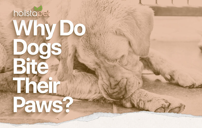Why Do Dogs Bite Their Paws? [Normal vs. Abnormal Behavior]