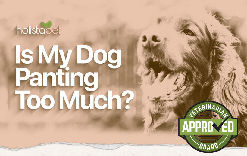 Excessive Panting in Dogs - 8 Common Reason Why Dogs Pant