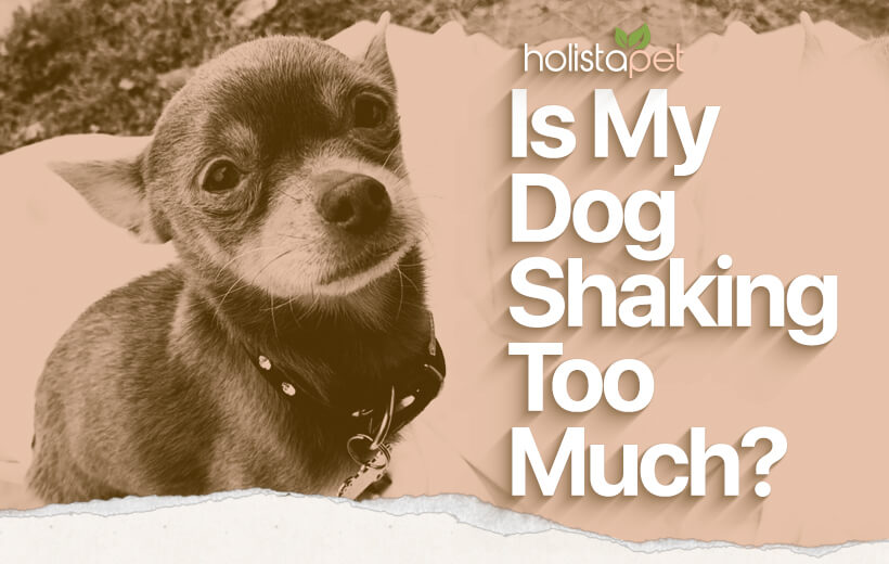 Why Is My Dog Shaking? 6 Causes for the Shivers