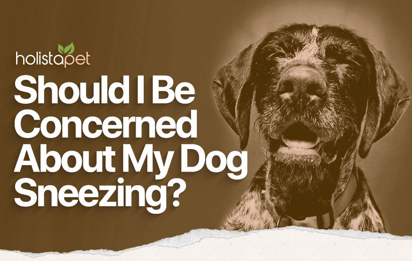 Why is My Dog Sneezing and When Should I Be Concerned?