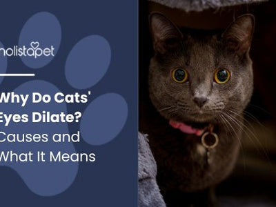 Why Do Cats' Eyes Dilate? Causes and What It Means