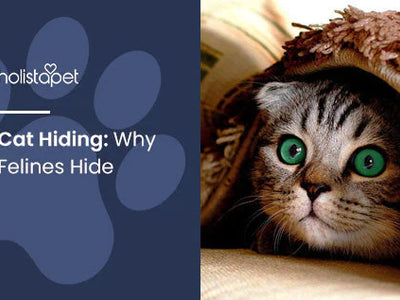 Cat Hiding [Why Felines Hide & How To Get Them to Reappear]