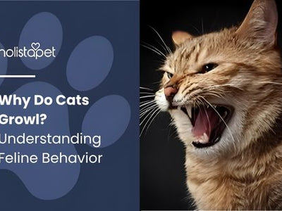 Why Do Cats Growl? Understanding Feline Behavior