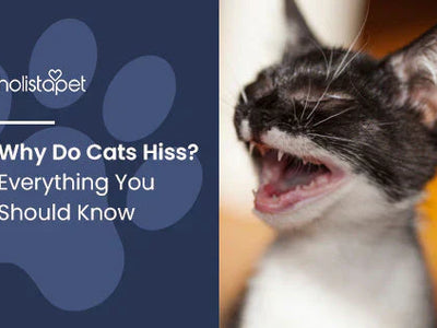 Why Do Cats Hiss? Everything You Should Know