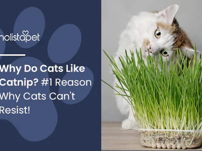 Why Do Cats Like Catnip? #1 Reason Why Cats Can't Resist!