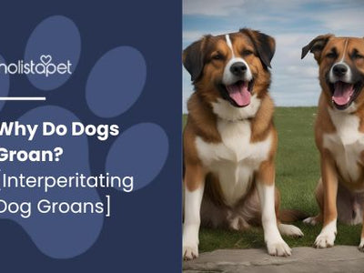 Why Do Dogs Groan? [Interpreting Dog Groans]