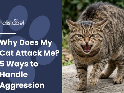 Why Does My Cat Attack Me? 5 Ways to Handle Aggression
