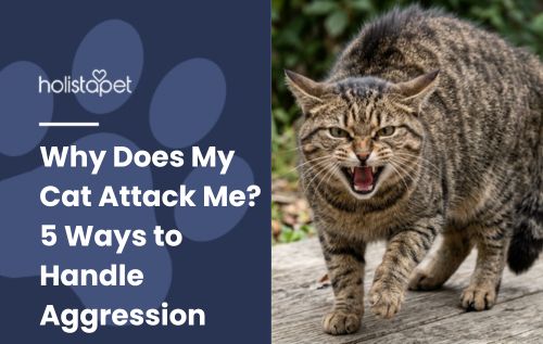 Why Does My Cat Attack Me? 5 Ways to Handle Aggression