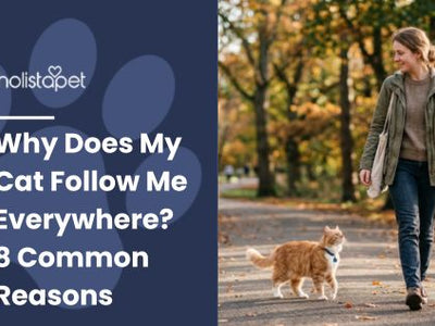 Why Does My Cat Follow Me Everywhere? 8 Common Reasons