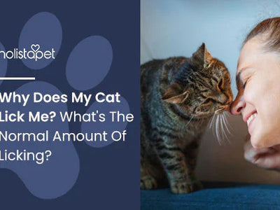 Why Does My Cat Lick Me? Is It Normal?