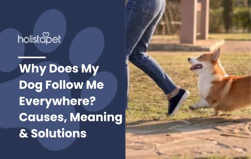 Why Does My Dog Follow Me Everywhere? Causes, Meaning & Solutions