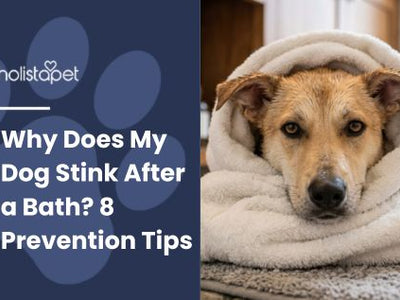 Why Does My Dog Stink After a Bath? 8 Prevention Tips