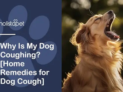 Why Is My Dog Coughing? [Home Remedies for Dog Cough]