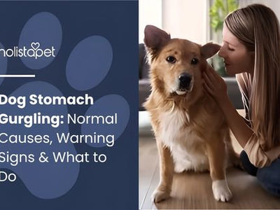 Dog Stomach Gurgling: Normal Causes, Warning Signs & What to Do