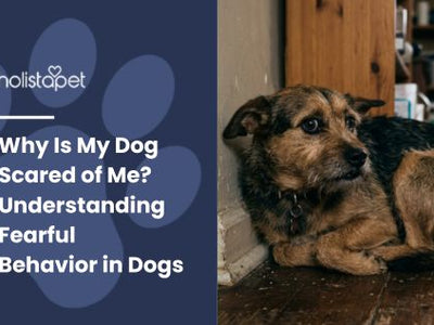Why Is My Dog Scared of Me? Understanding Fearful Behavior in Dogs