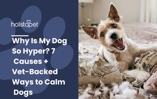 HolistaPet blog header "Why Is My Dog So Hyper?" with a small terrier open-mouthed on a bed of torn stuffing.